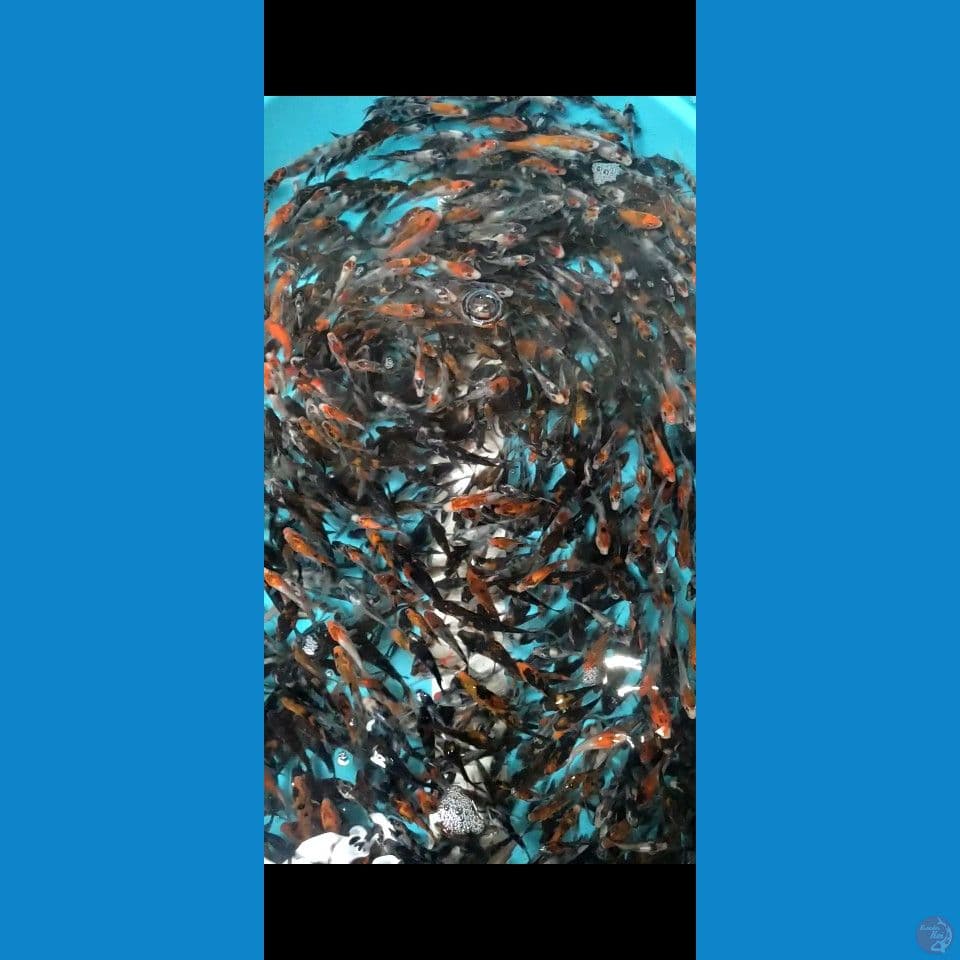 bibit showa grade 3-8cm 1000ekor