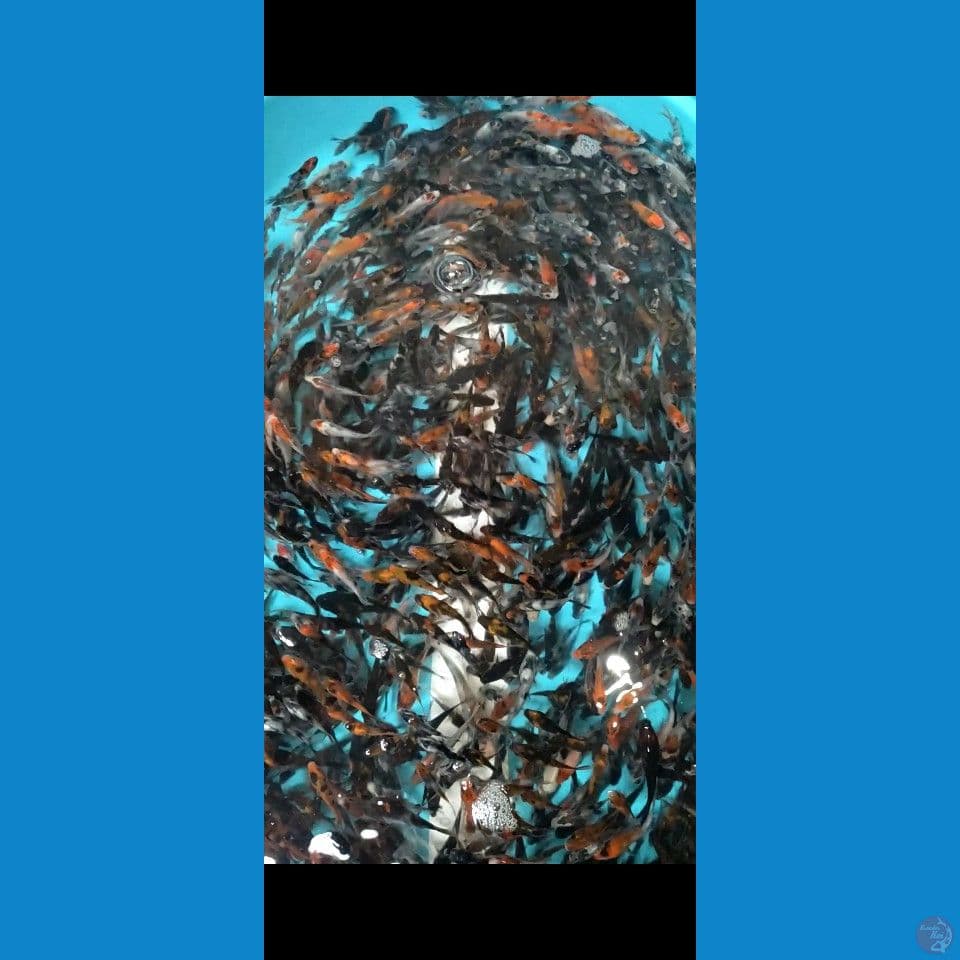 bibit showa grade 3-8cm 1000ekor