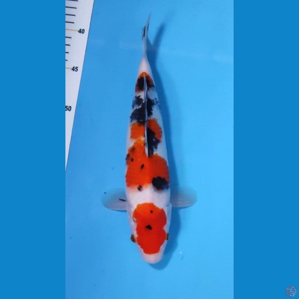 MARUTEN SANKE ORIGINAL 28CM - BETINA
