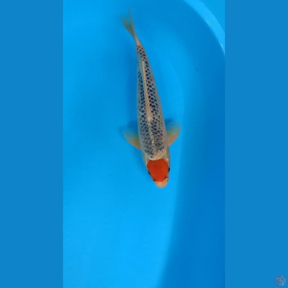 tc ghosiki