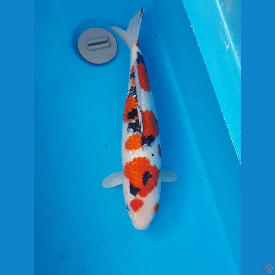 SQ SANKE GINRIN PADAT 39cm