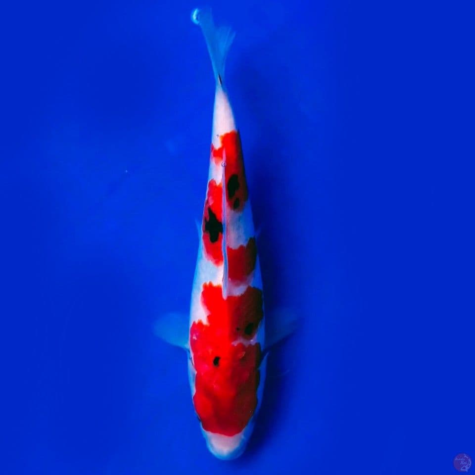 Showa 22cm