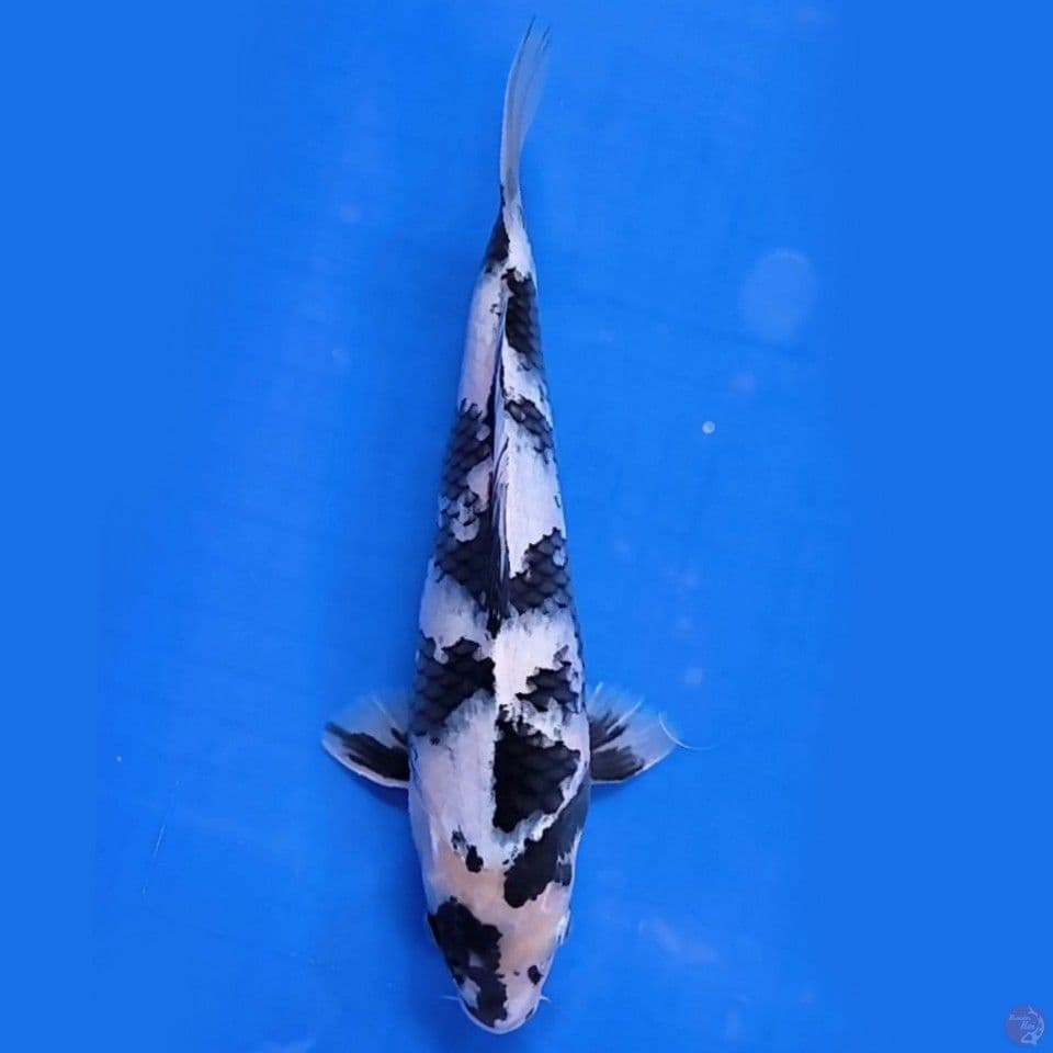 Shiro 25cm