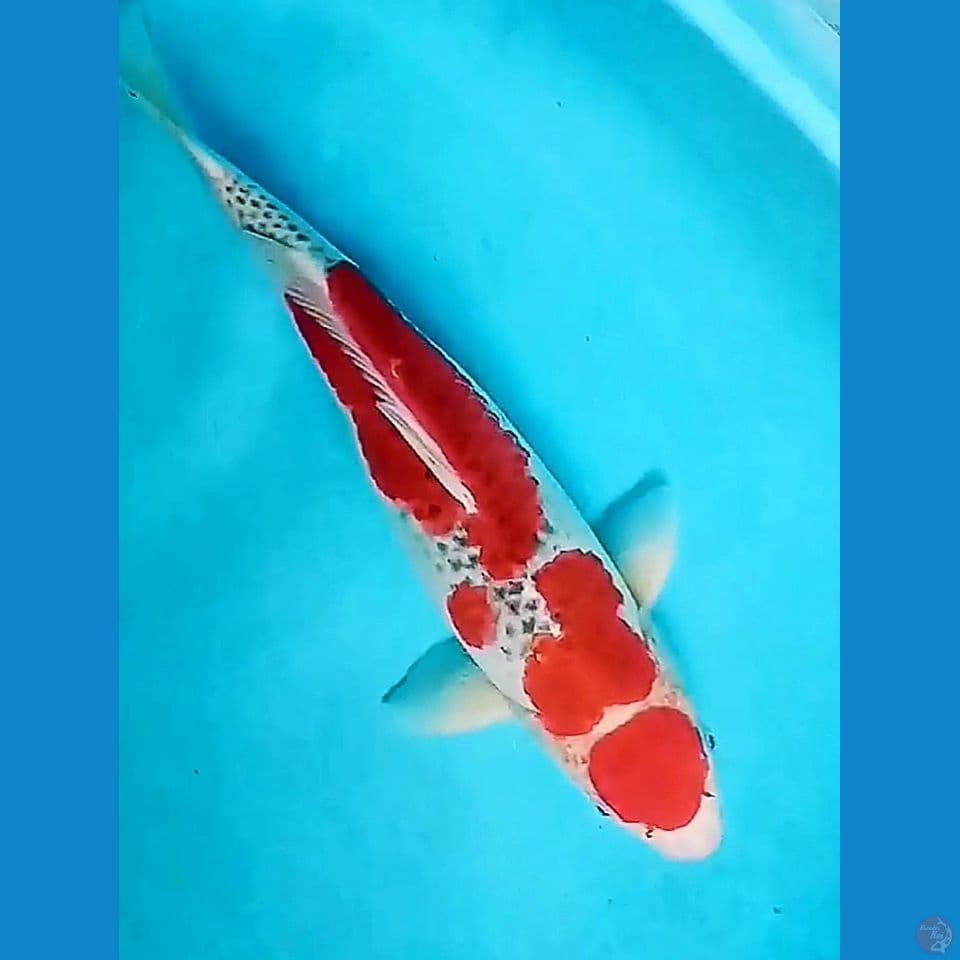 42cm maruten goshiki fm