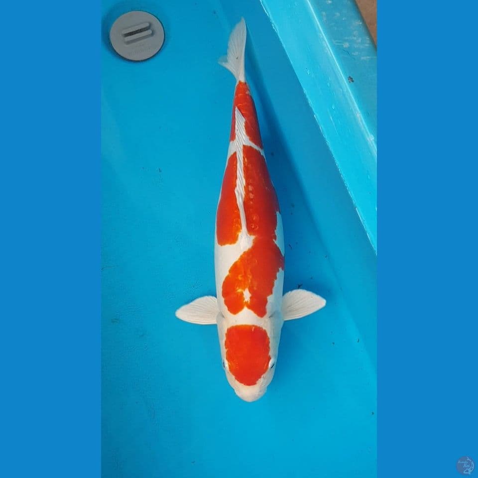 MARUTEN KI SHUSUI 45cm