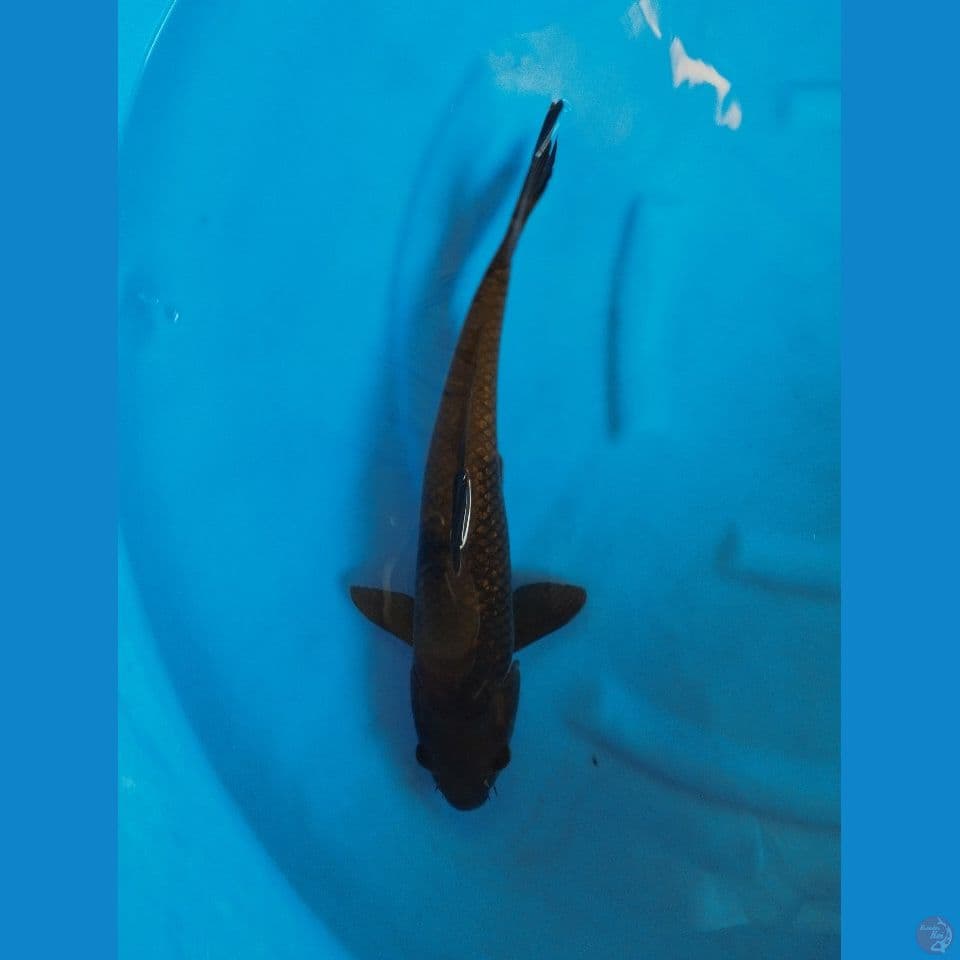 cagoi 43cm