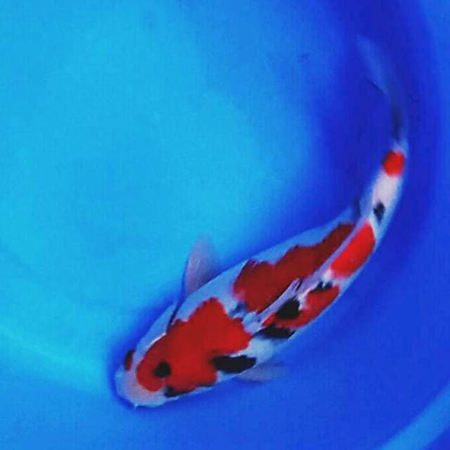 Sanke strong 31cm