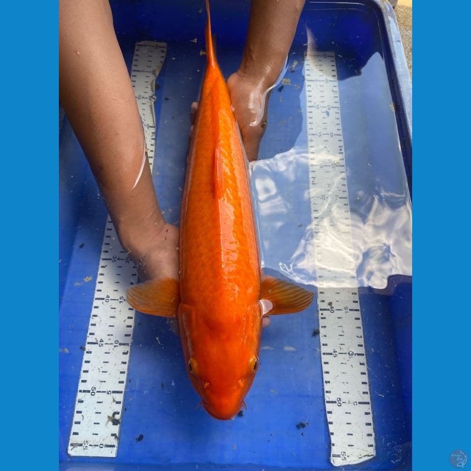 karasi red 52 jumbo ~ flt