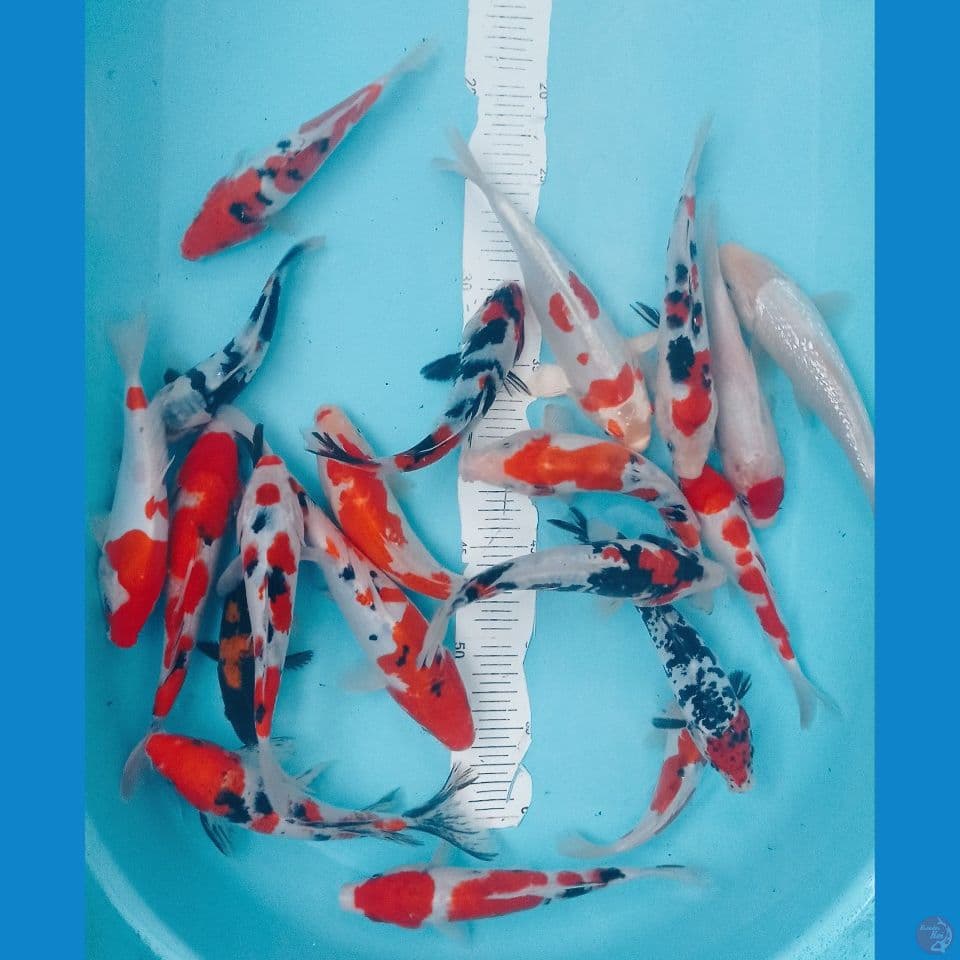 MIX 20CM