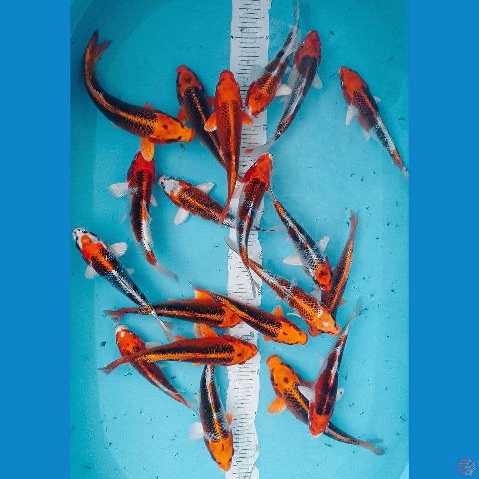 MIX 17,20CM