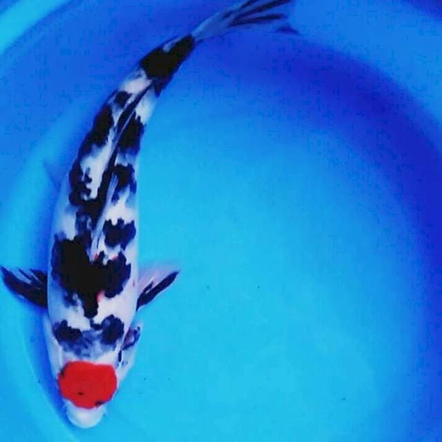 Tancho ori 34cm