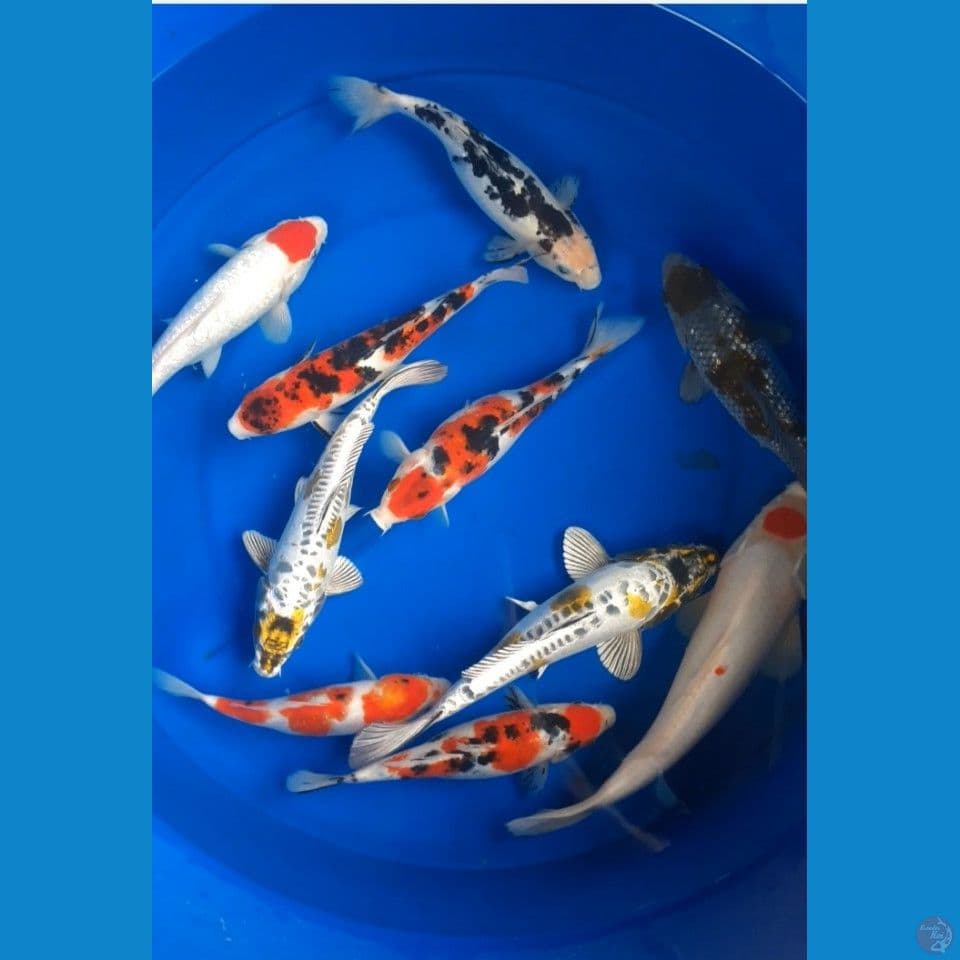 sk paket mix