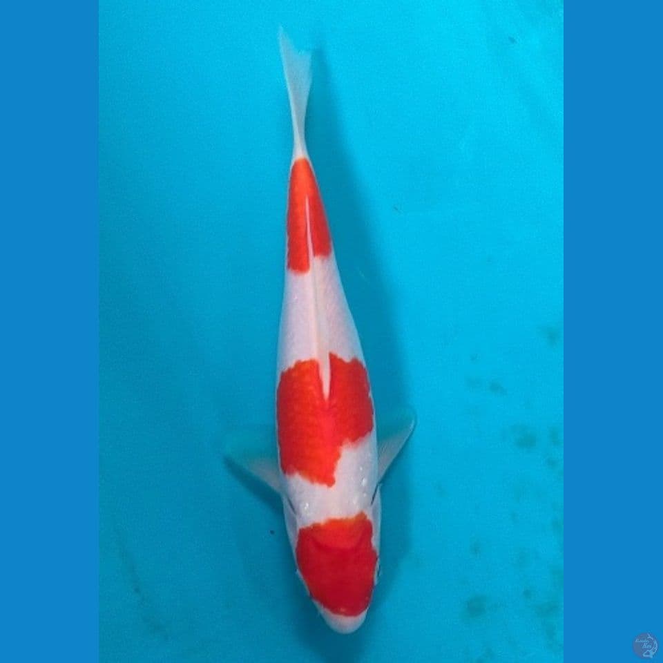 Minion Sandan Kohaku 24Cm