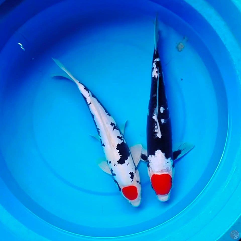 all male 33_38cm