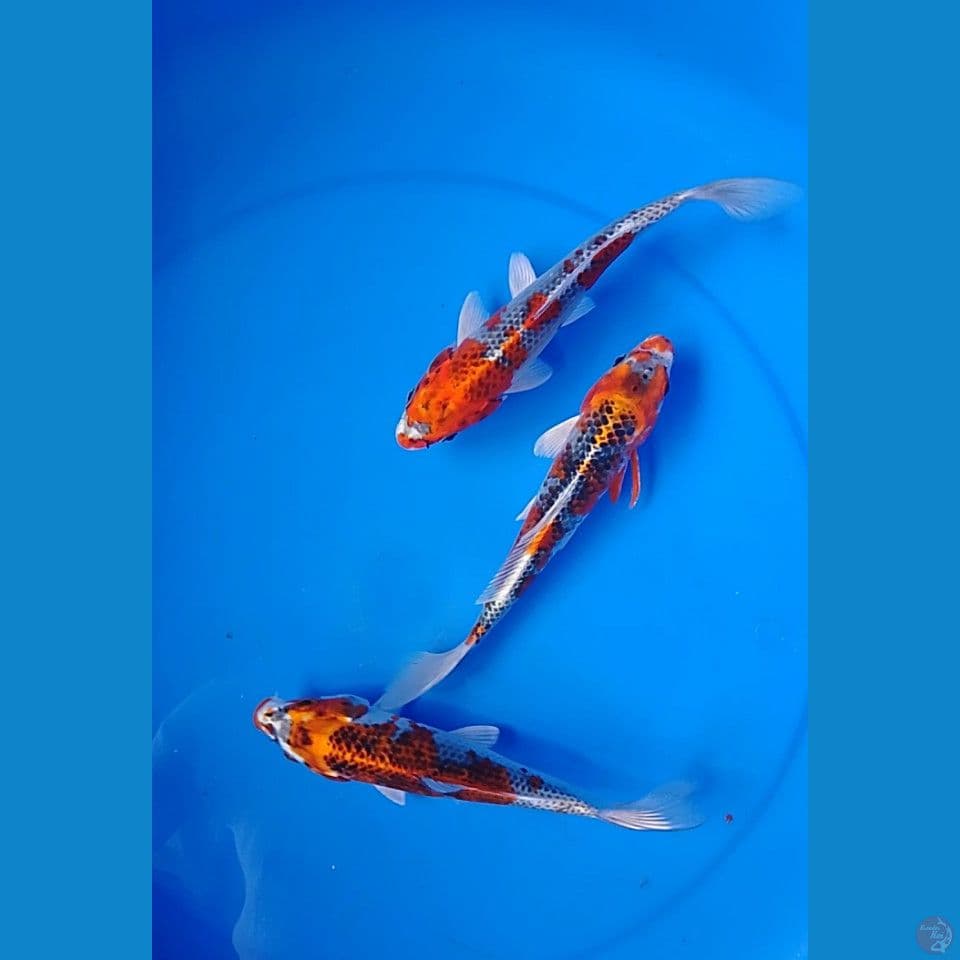kujaku size : 20 21cm