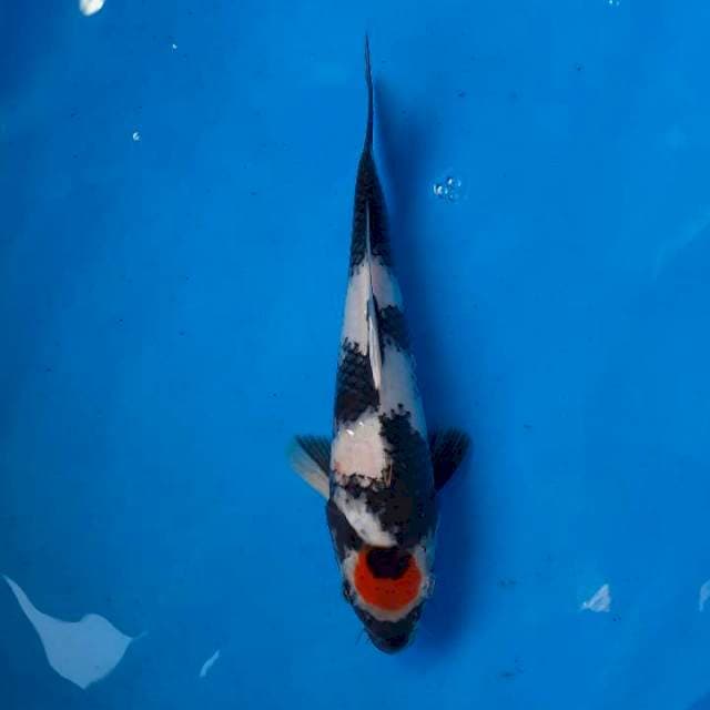 TANCHO SHOWA ORIGINAL 27CM