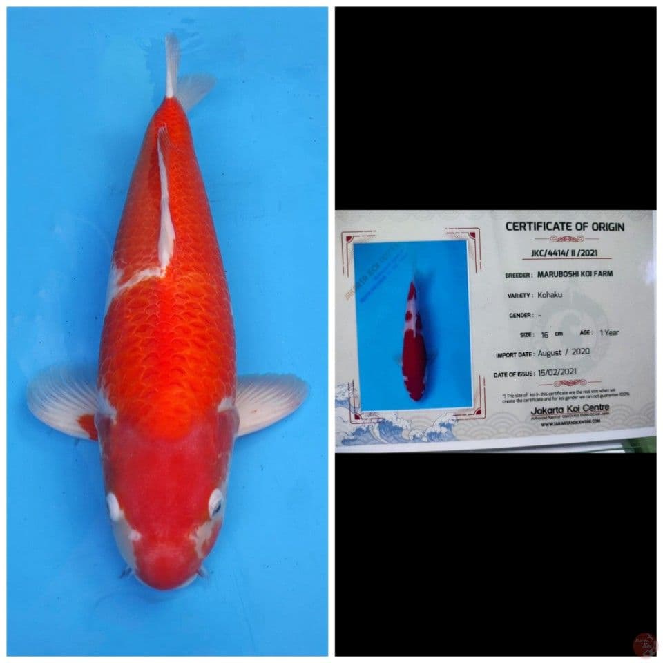 Maruboshi Kohaku