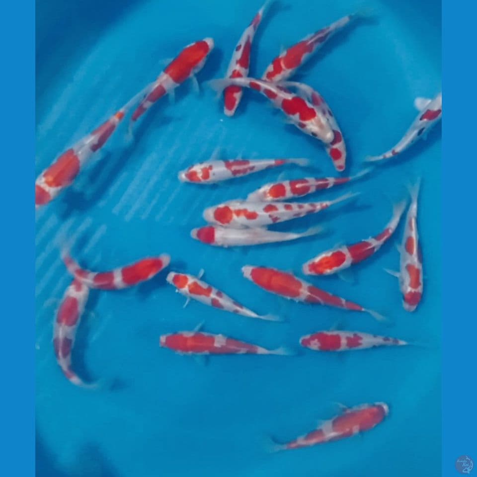 DOITSU 17'20CM