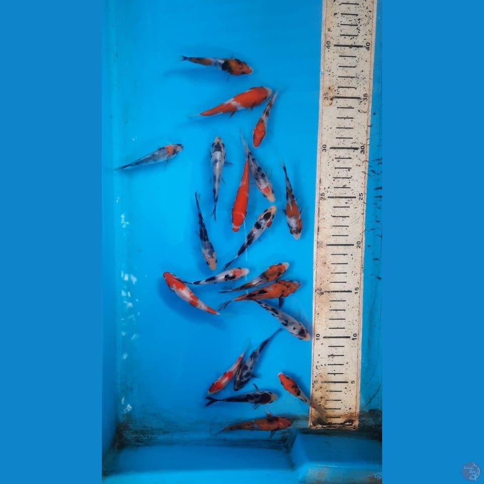 mix
