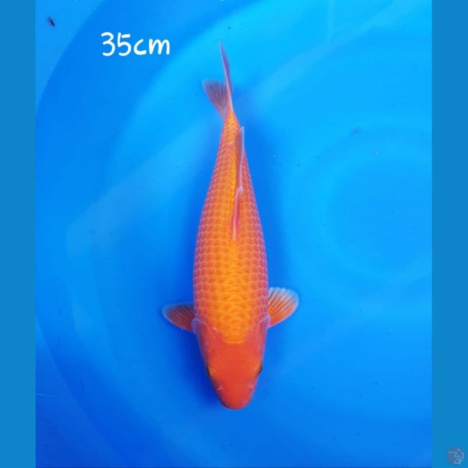 red karasi