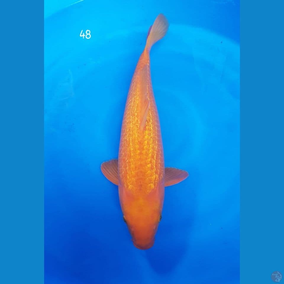 karasi mango ginrin