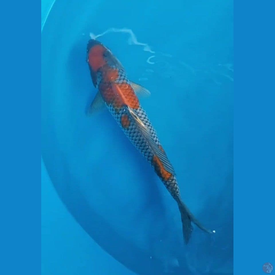 ochiba jantan 40cm