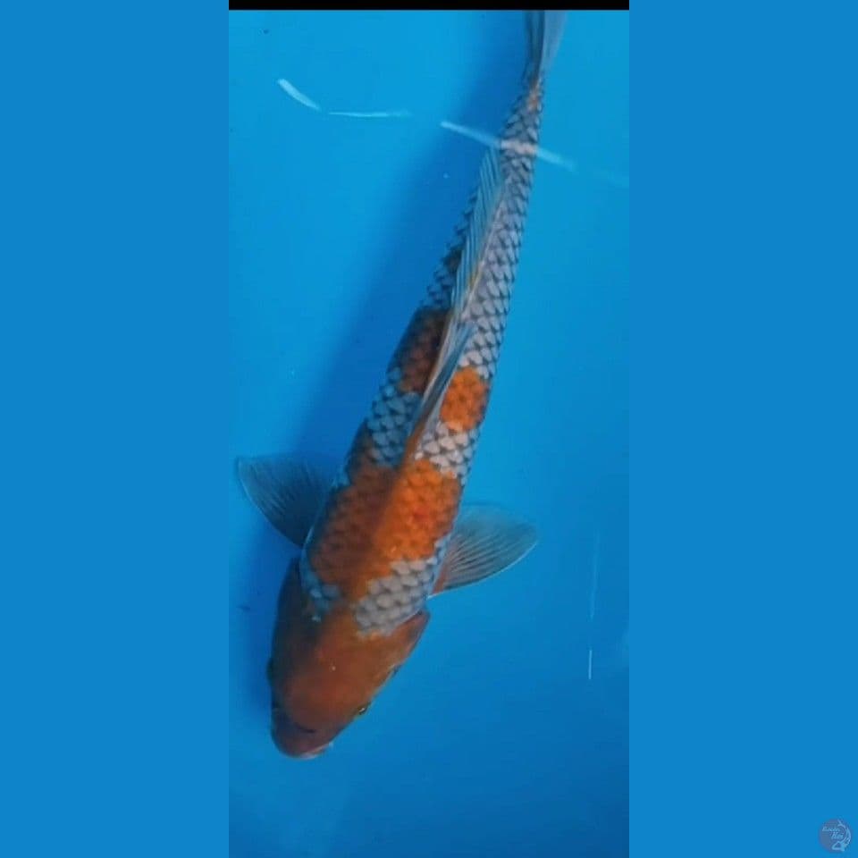 ochiba 40cm jantam