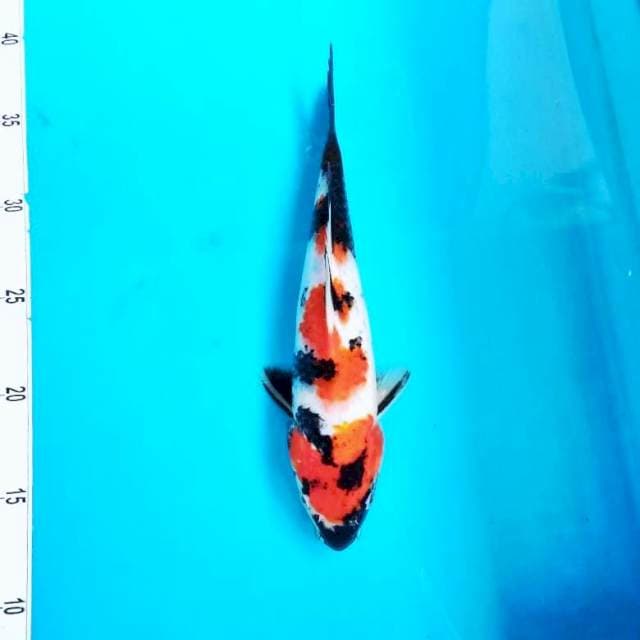 Showa*25cm