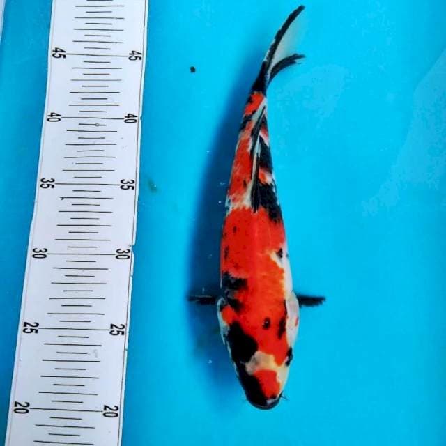 Showa*25cm