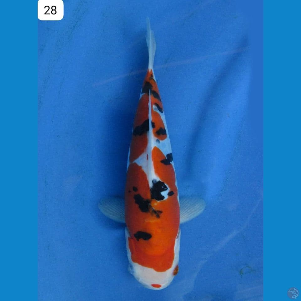 sanke doitsu murni 28cm male