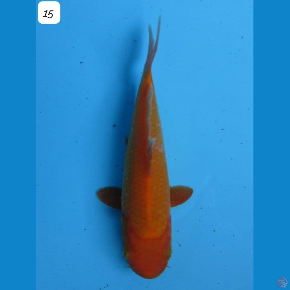 benigoi bersih 15cm male
