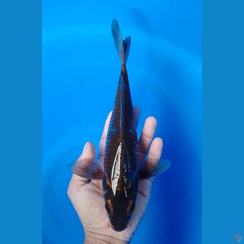 mukasi size : 25cm