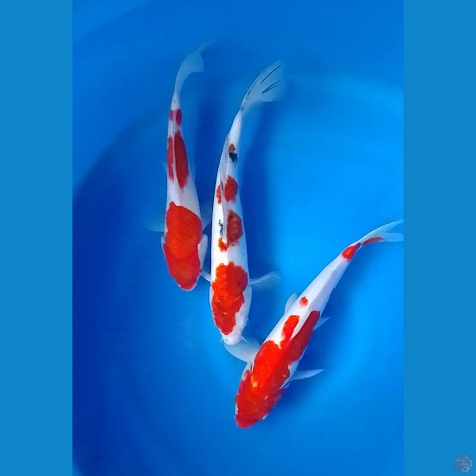 kohaku size : 28 30cm