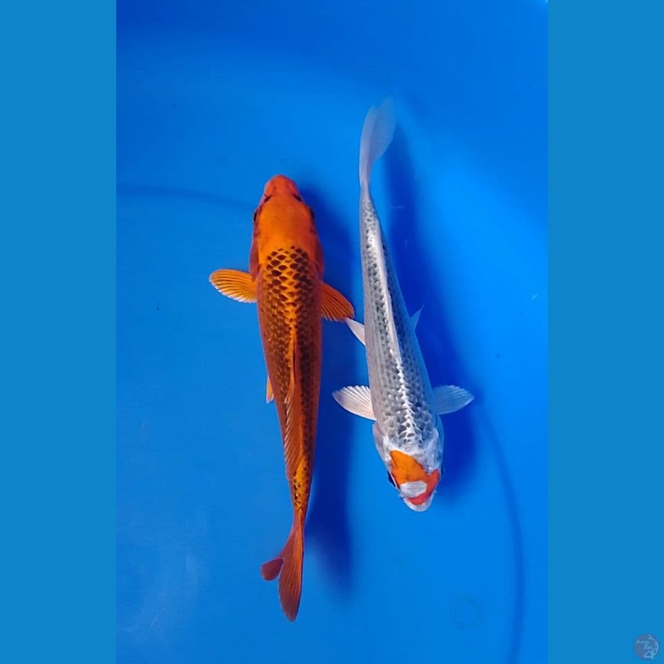 matsuba size : 20 22cm
