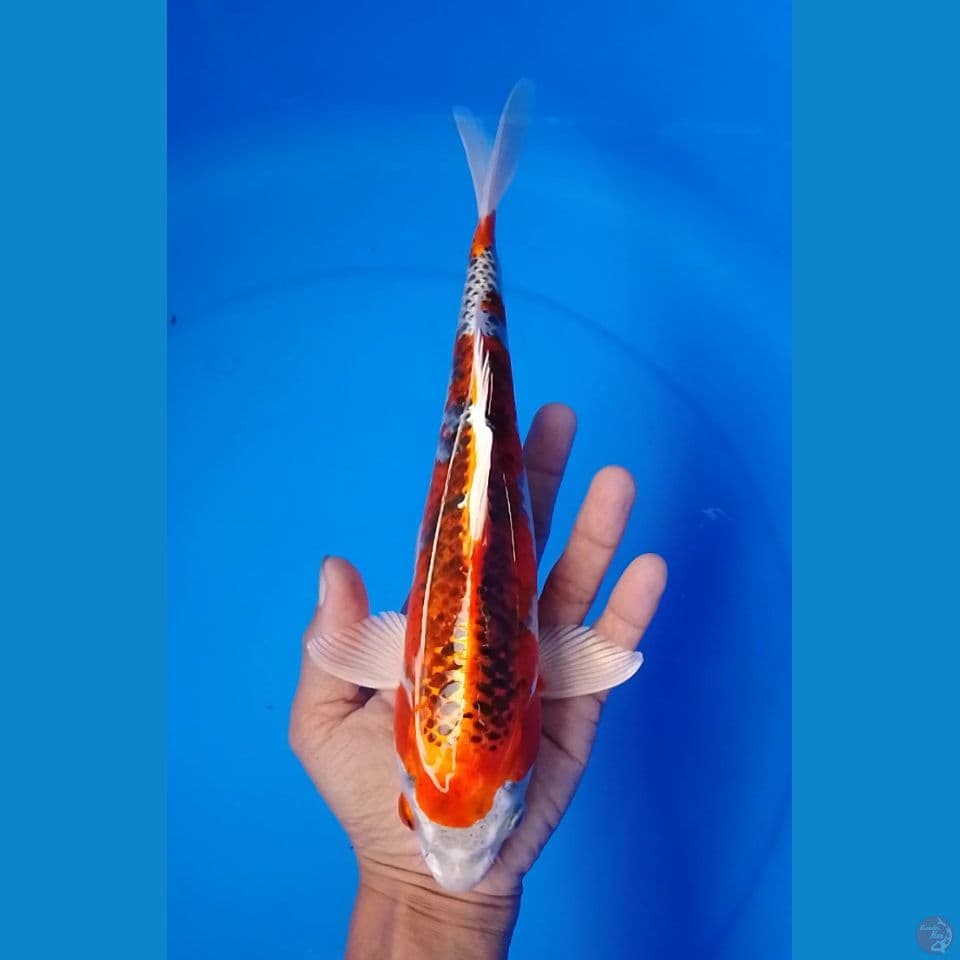 kujaku size : 28cm