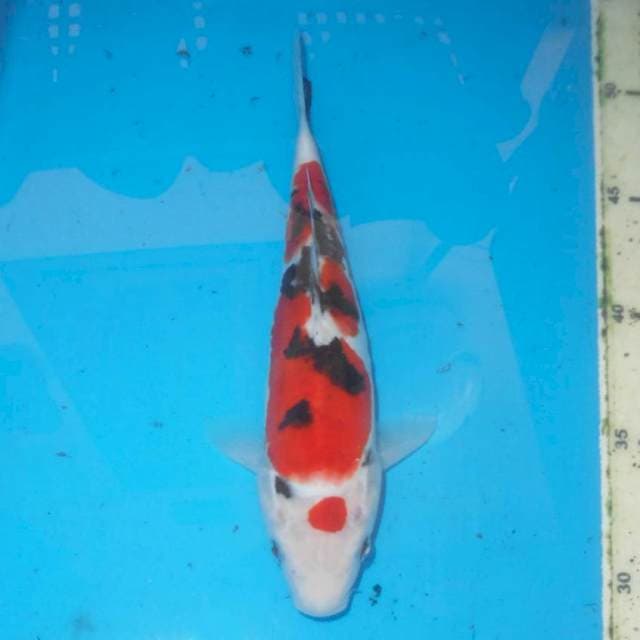 MARUTINI SANKE BLACK SAKURA