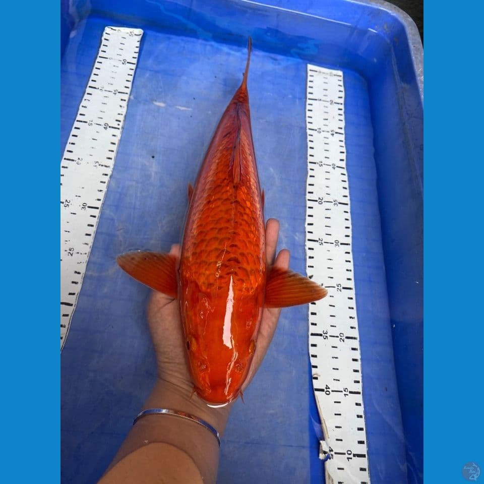 ak7 chagoi 38 male