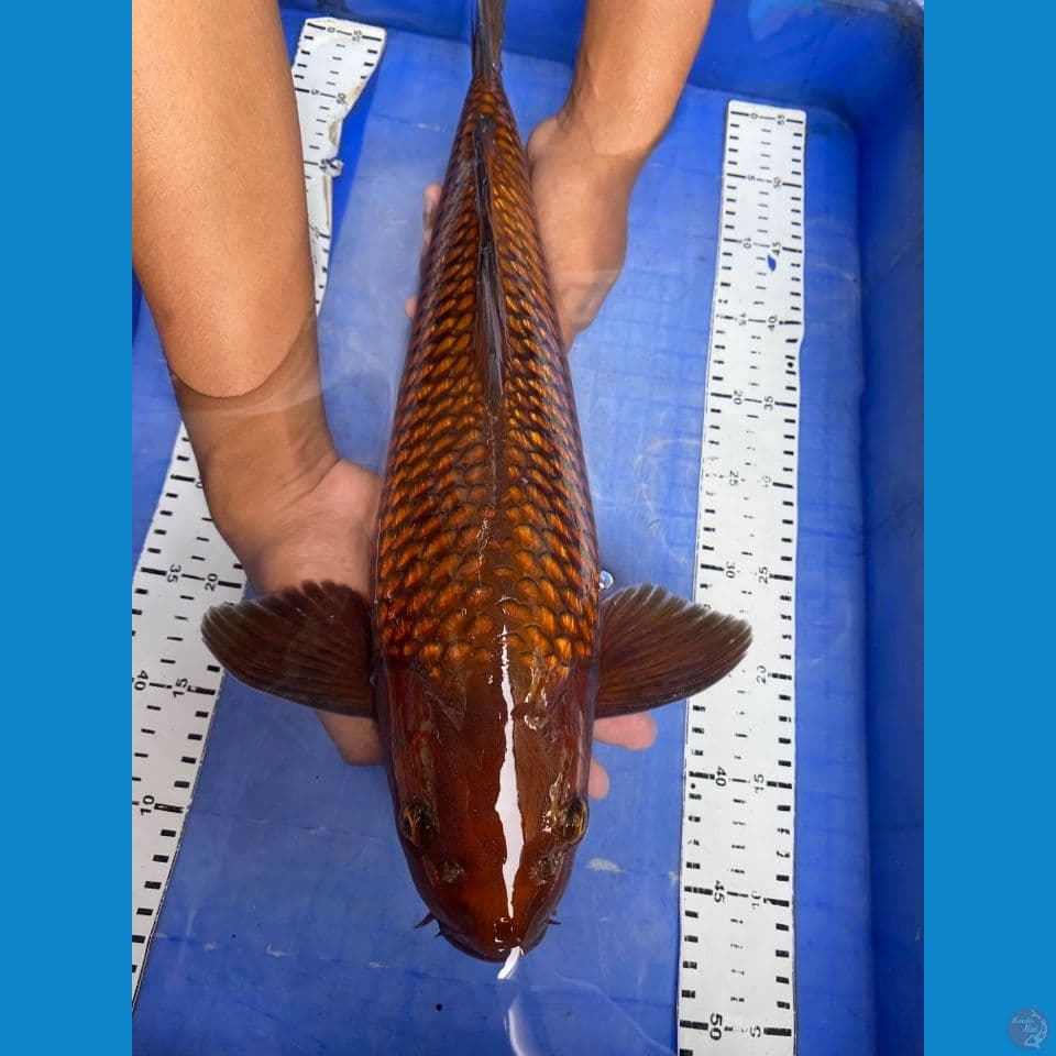 v1 chagoi punuk 47 male