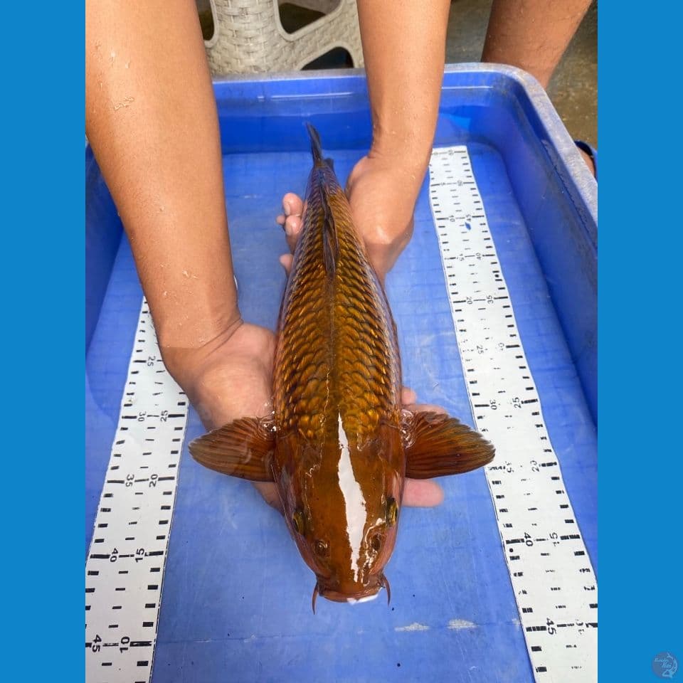 v1 chagoi 41 male