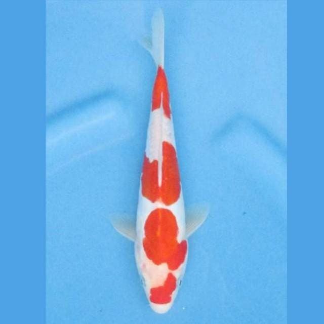Kohaku 22cm