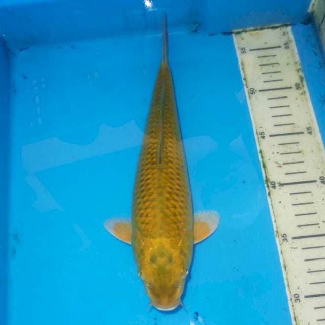 CHAGOI MOTOIJO