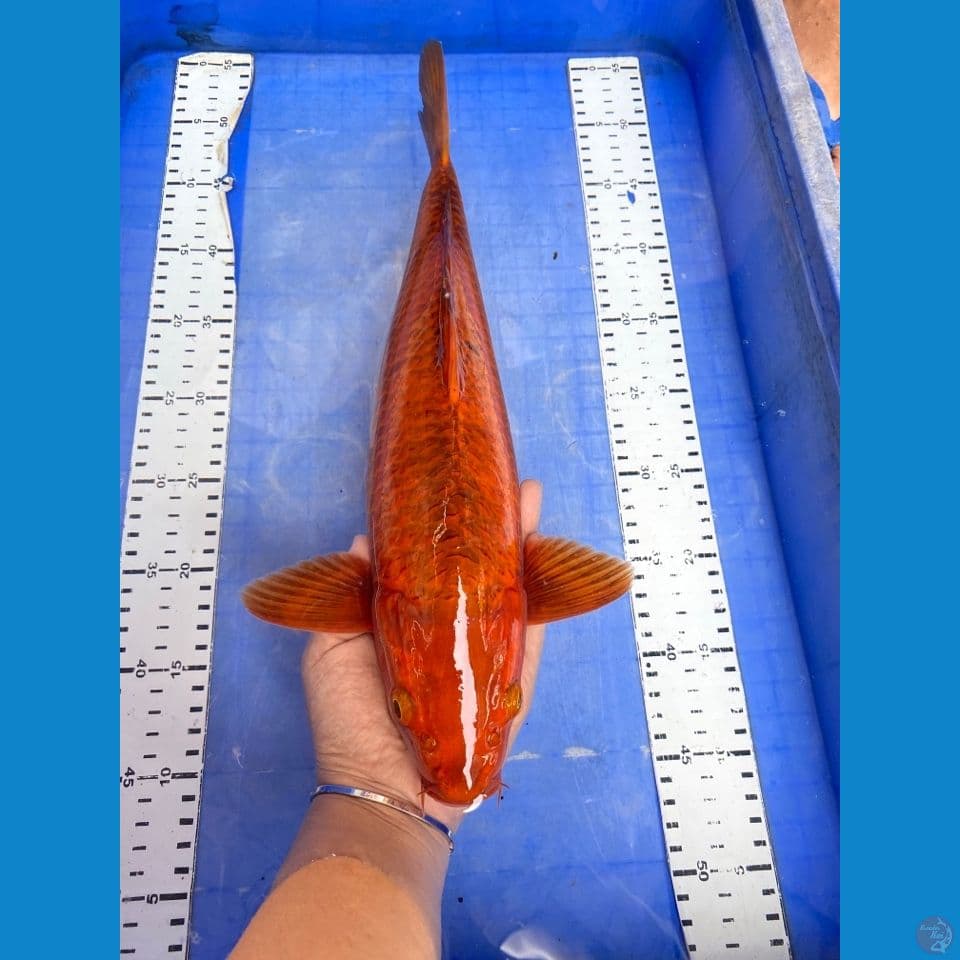 v1 chagoi male 40