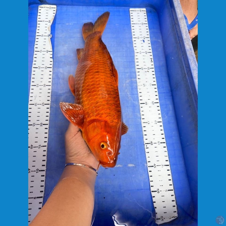 v1 chagoi male 40