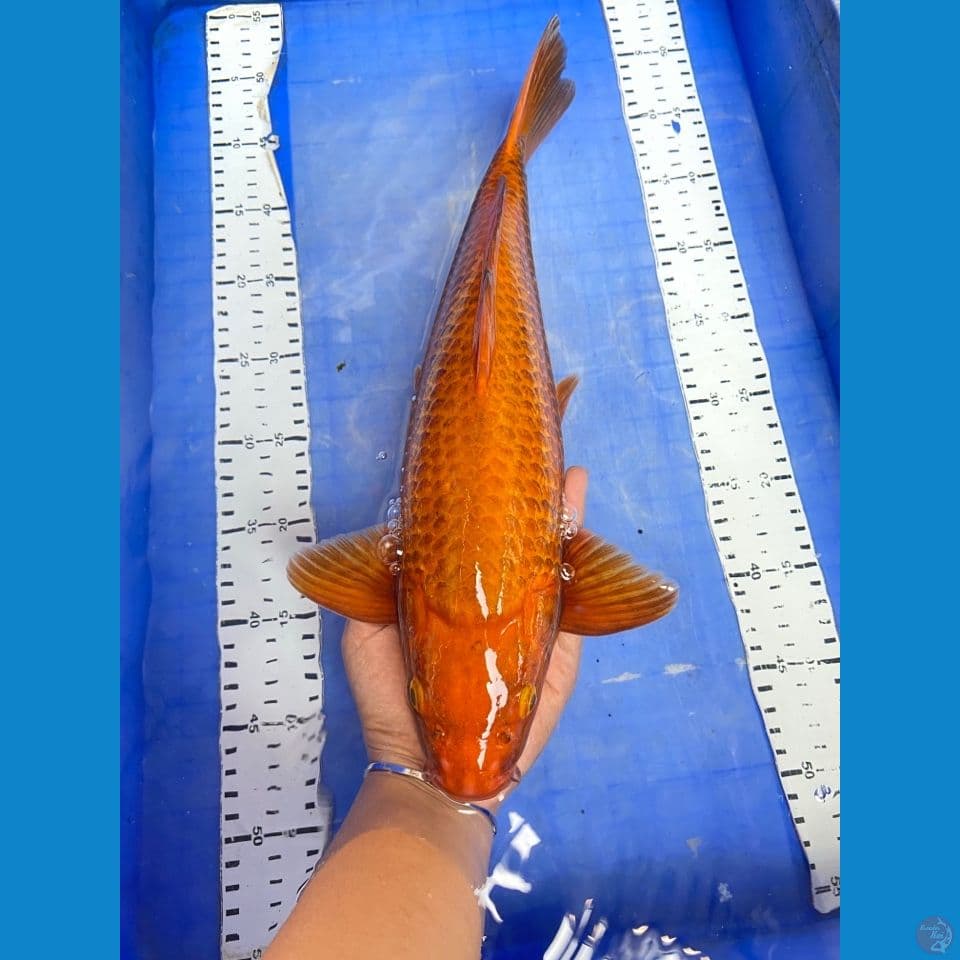 v3 chagoi caramel male 40