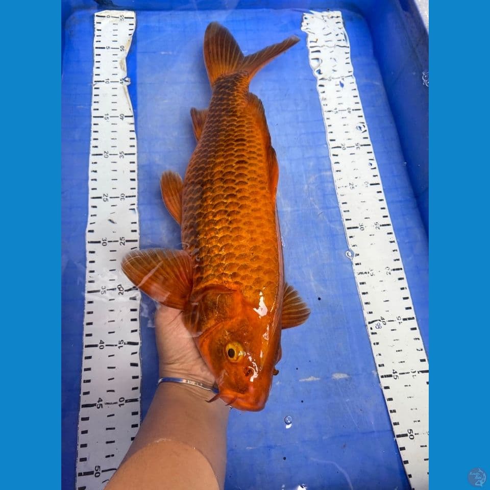 v3 chagoi caramel male 40