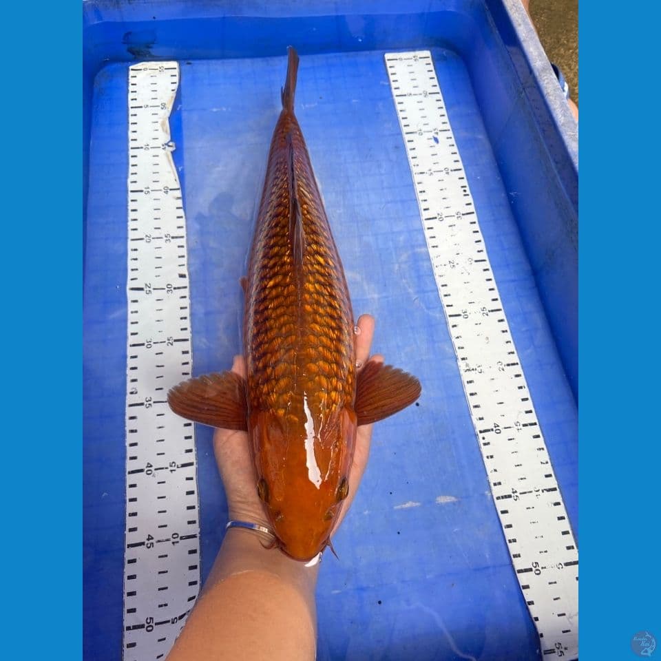 v3 chagoi 41 male