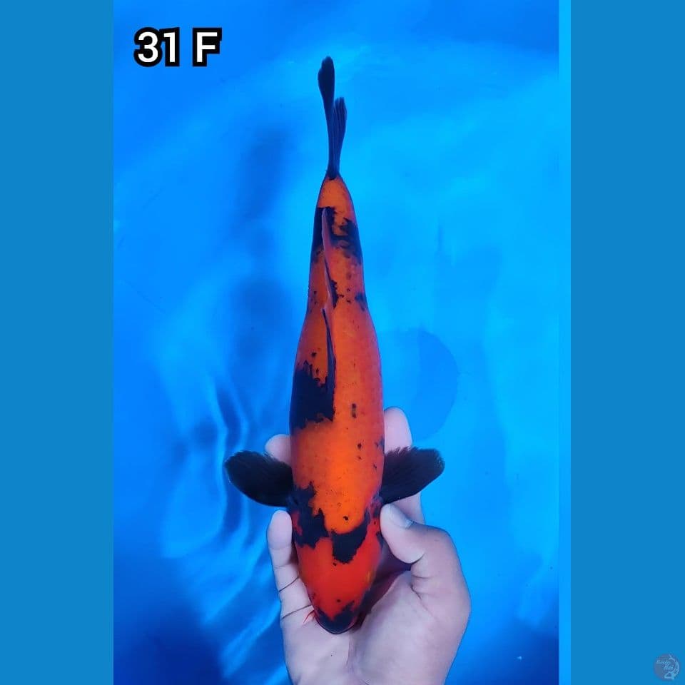 Utsuri Tembus Perut Quality 31cm Betina