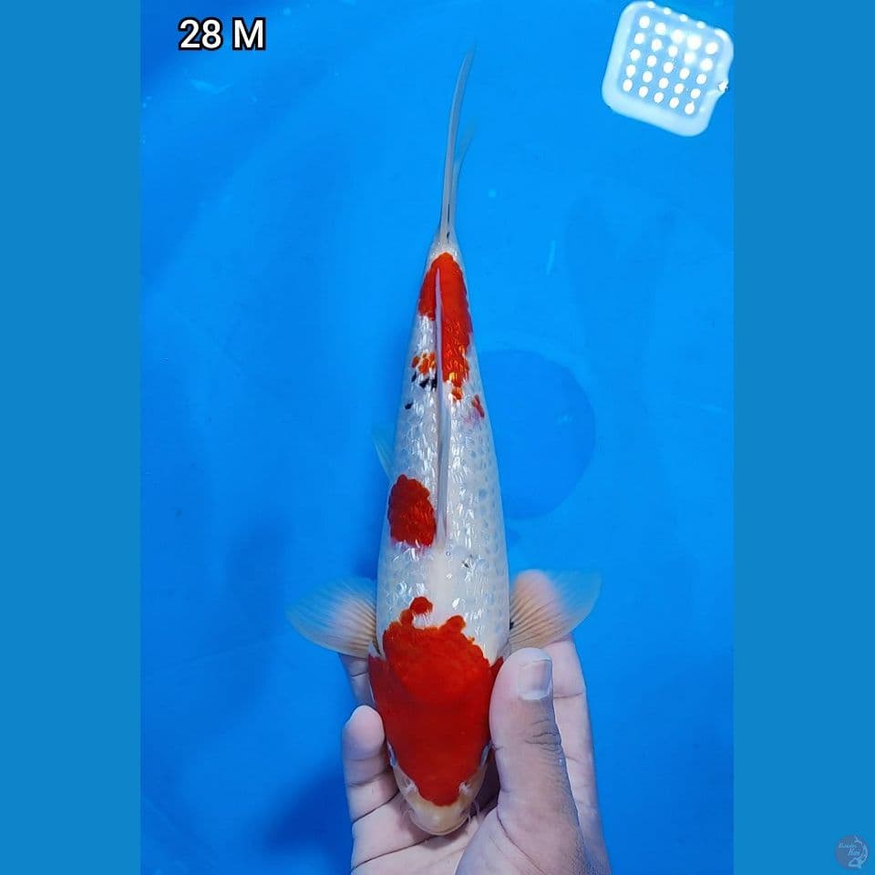 Ginrin Original 28cm Jantan