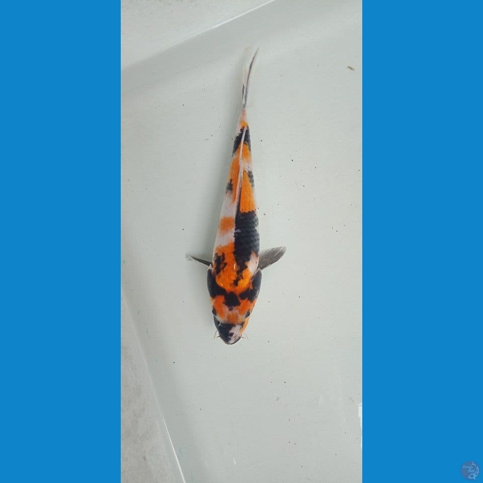 ki showa original 18cm