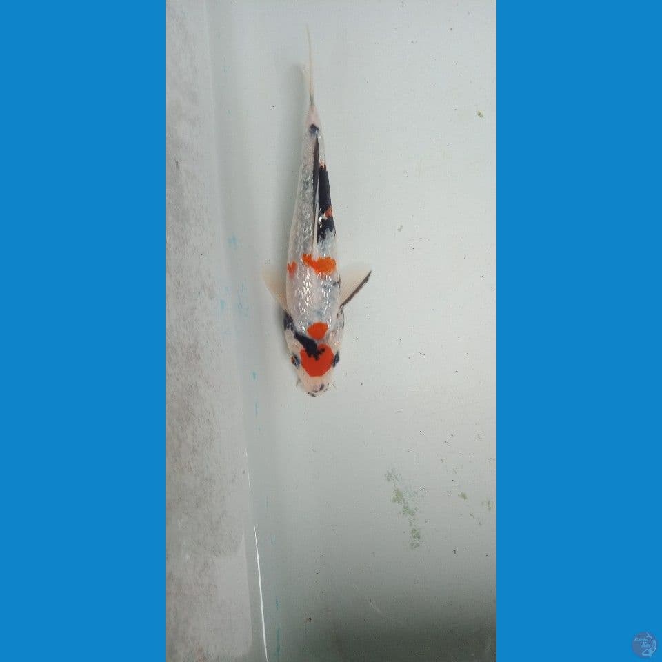 maruten showa kindai ginrin 15cm